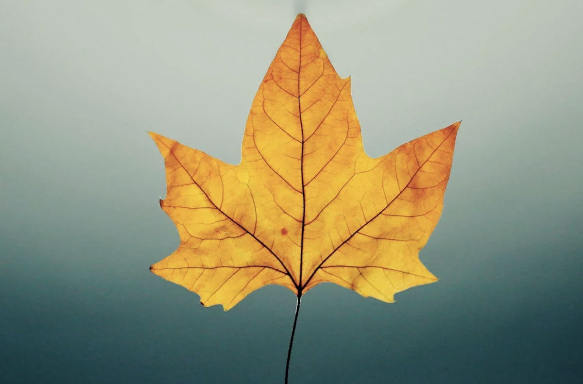 Featured image for “Herfstvakantie bij de Klup”